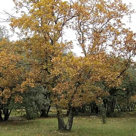 Sous Les Chenes * Lussan (Gard)