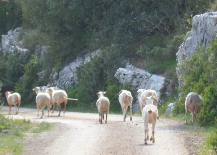 Sous Les Chenes * Lussan (Gard)