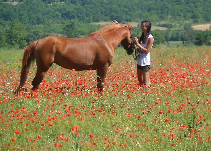 Sous Les Chenes * Lussan (Gard)